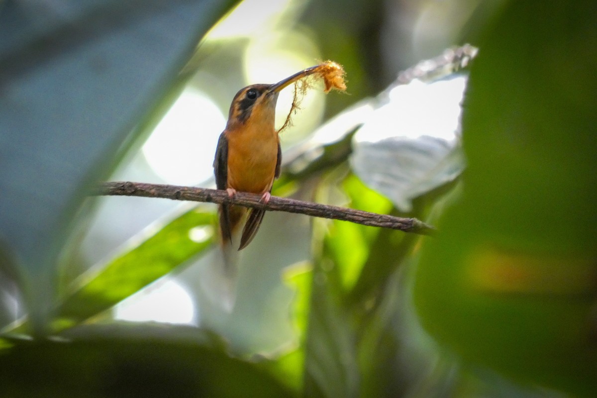 Gray-chinned Hermit - Cristian Abad