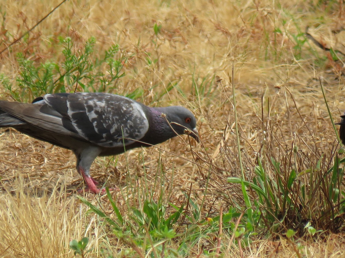 Rock Pigeon (Feral Pigeon) - ML620997248