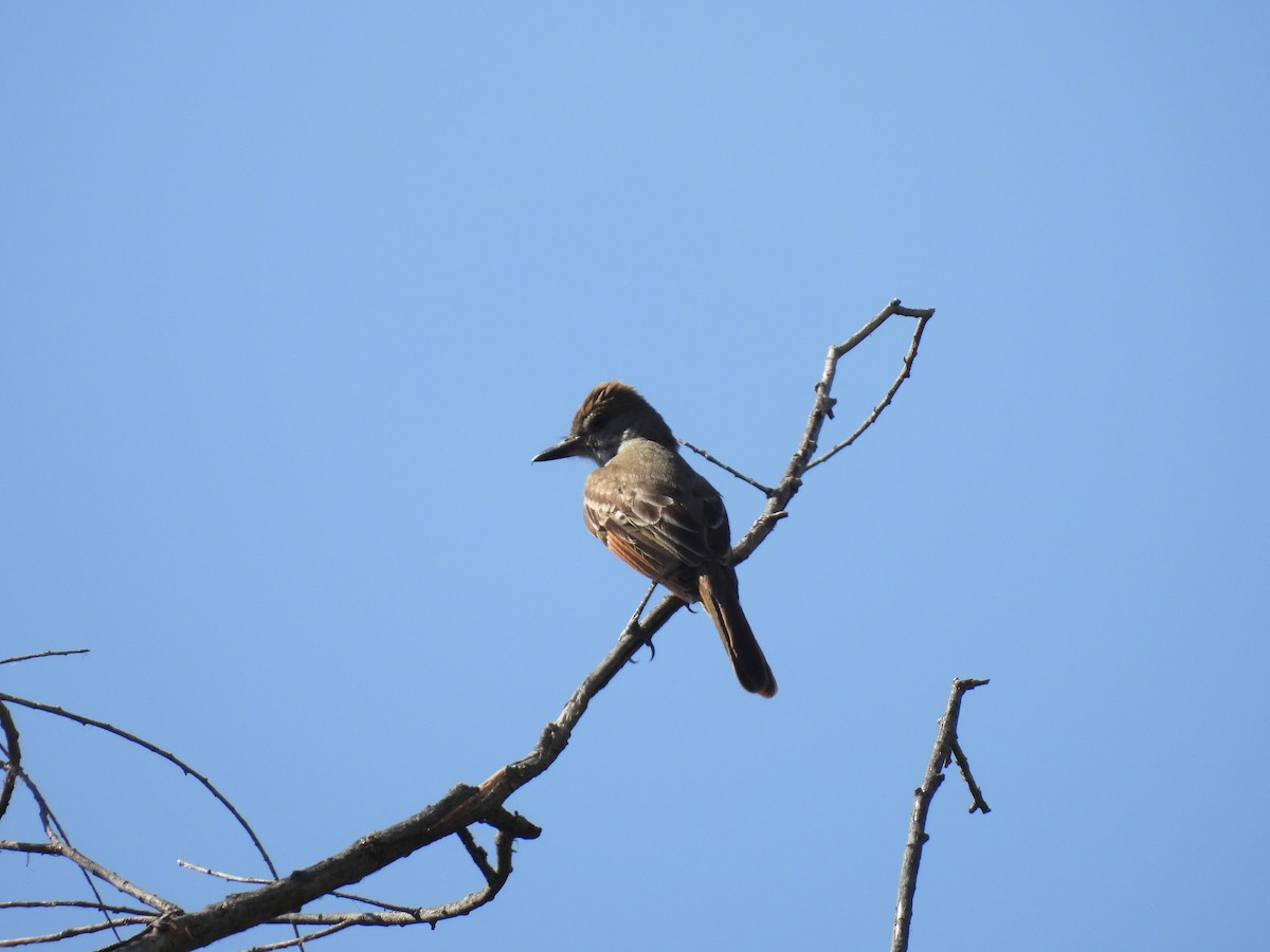 Brown-crested Flycatcher (Arizona) - ML620997251