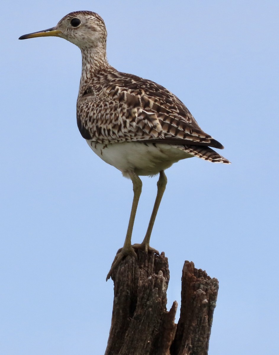 Upland Sandpiper - Micky Louis