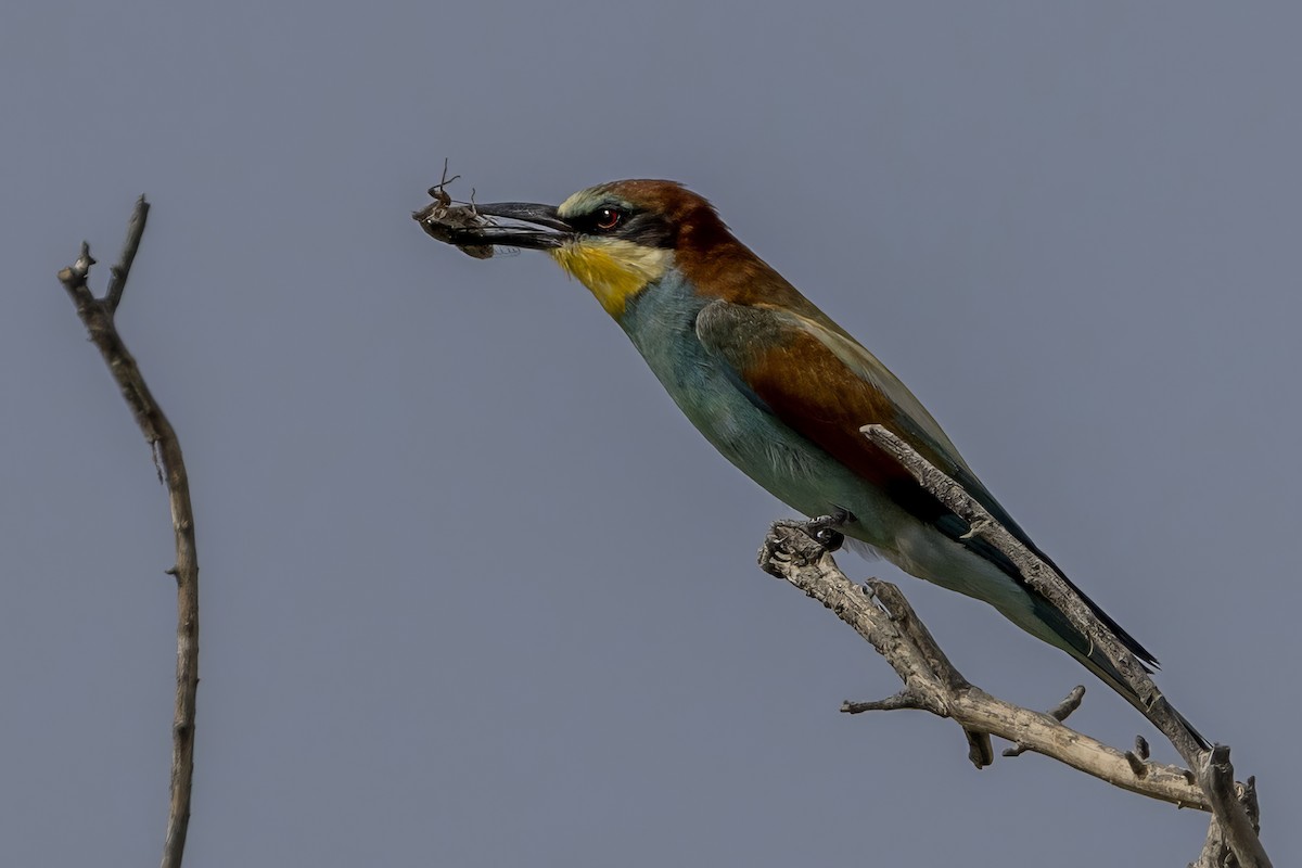 European Bee-eater - ML620997279
