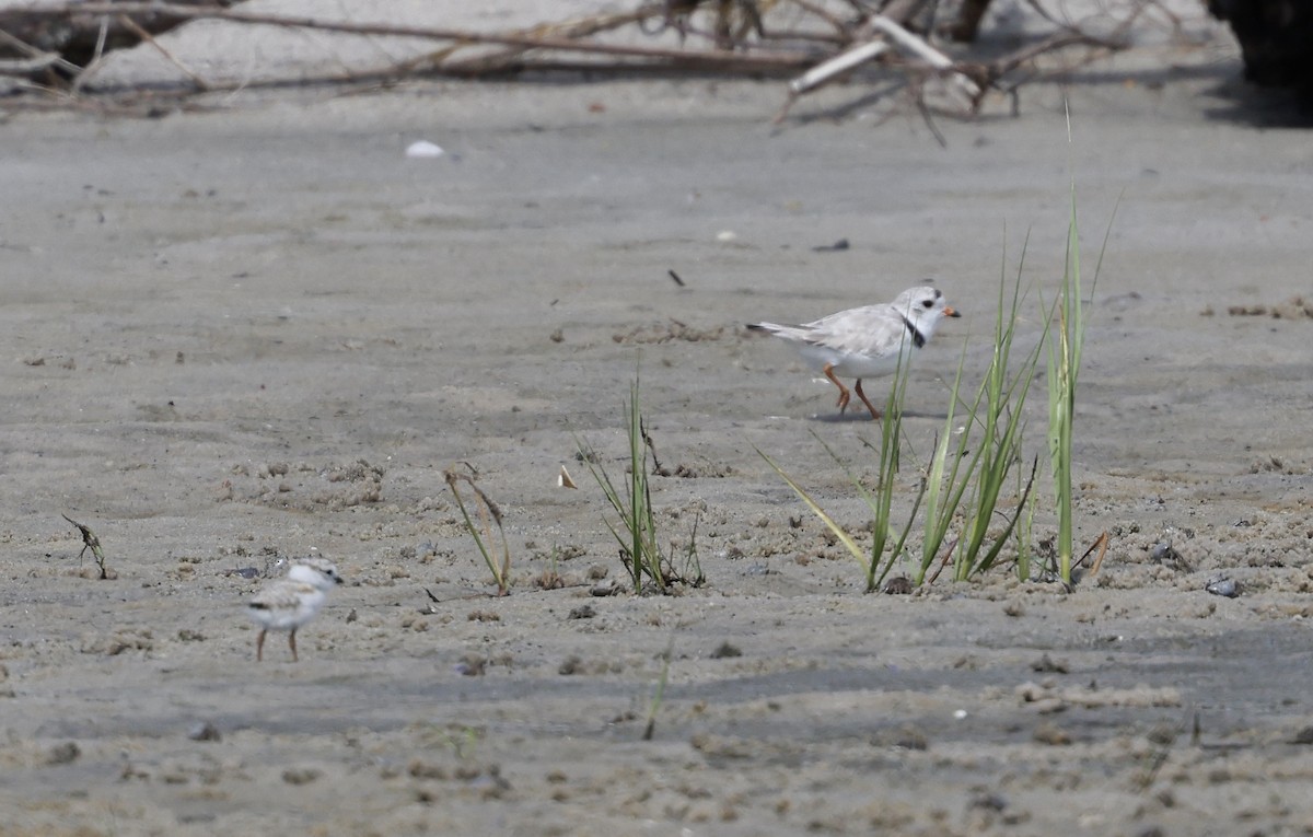 Piping Plover - ML620997296