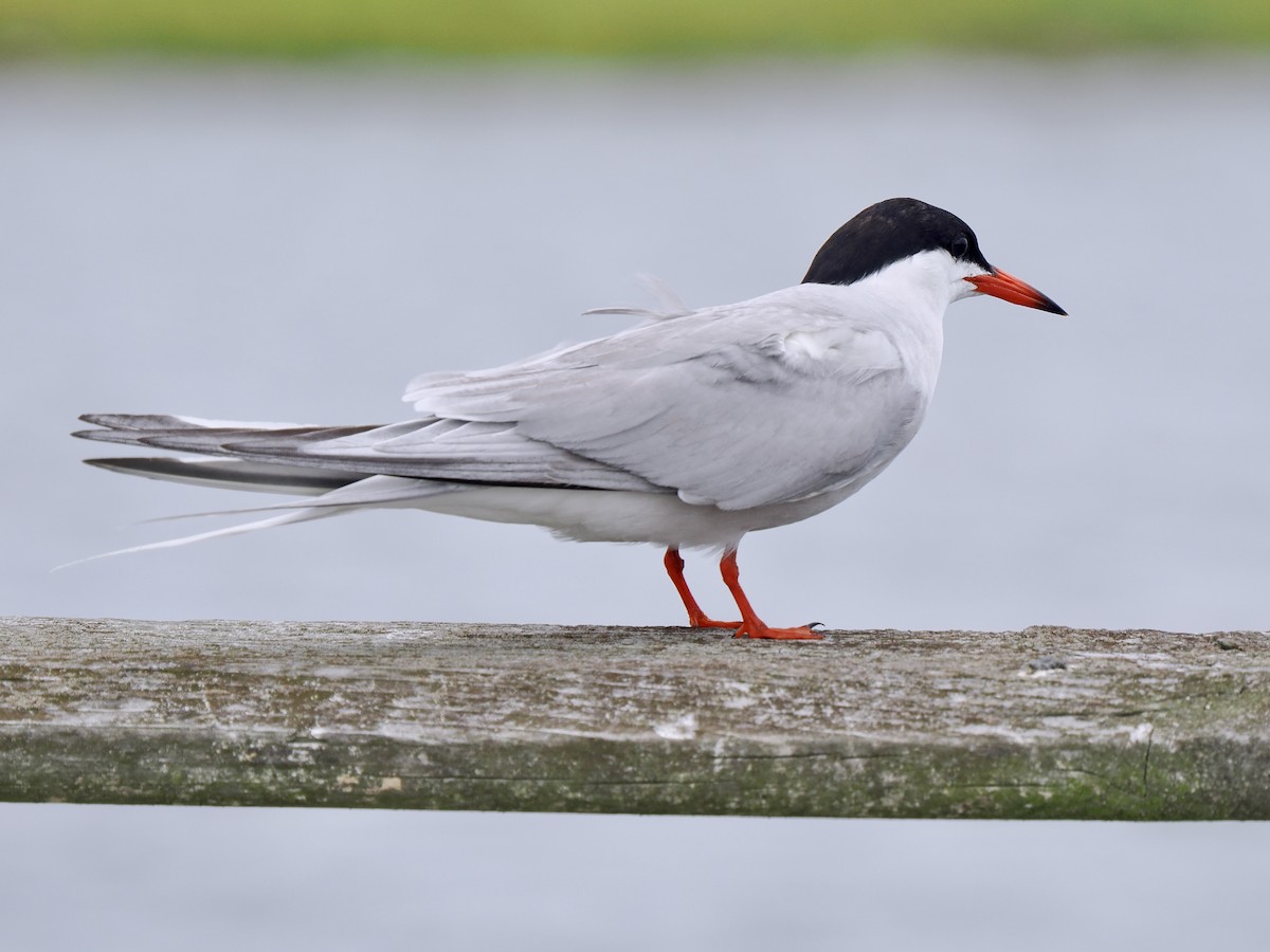 Forster's Tern - Gabriel Willow