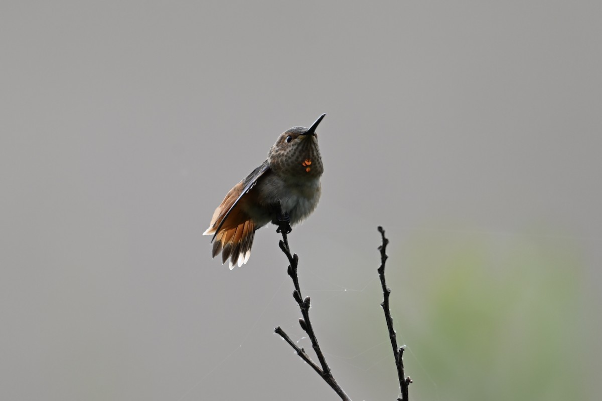 Allen's Hummingbird - ML620997327