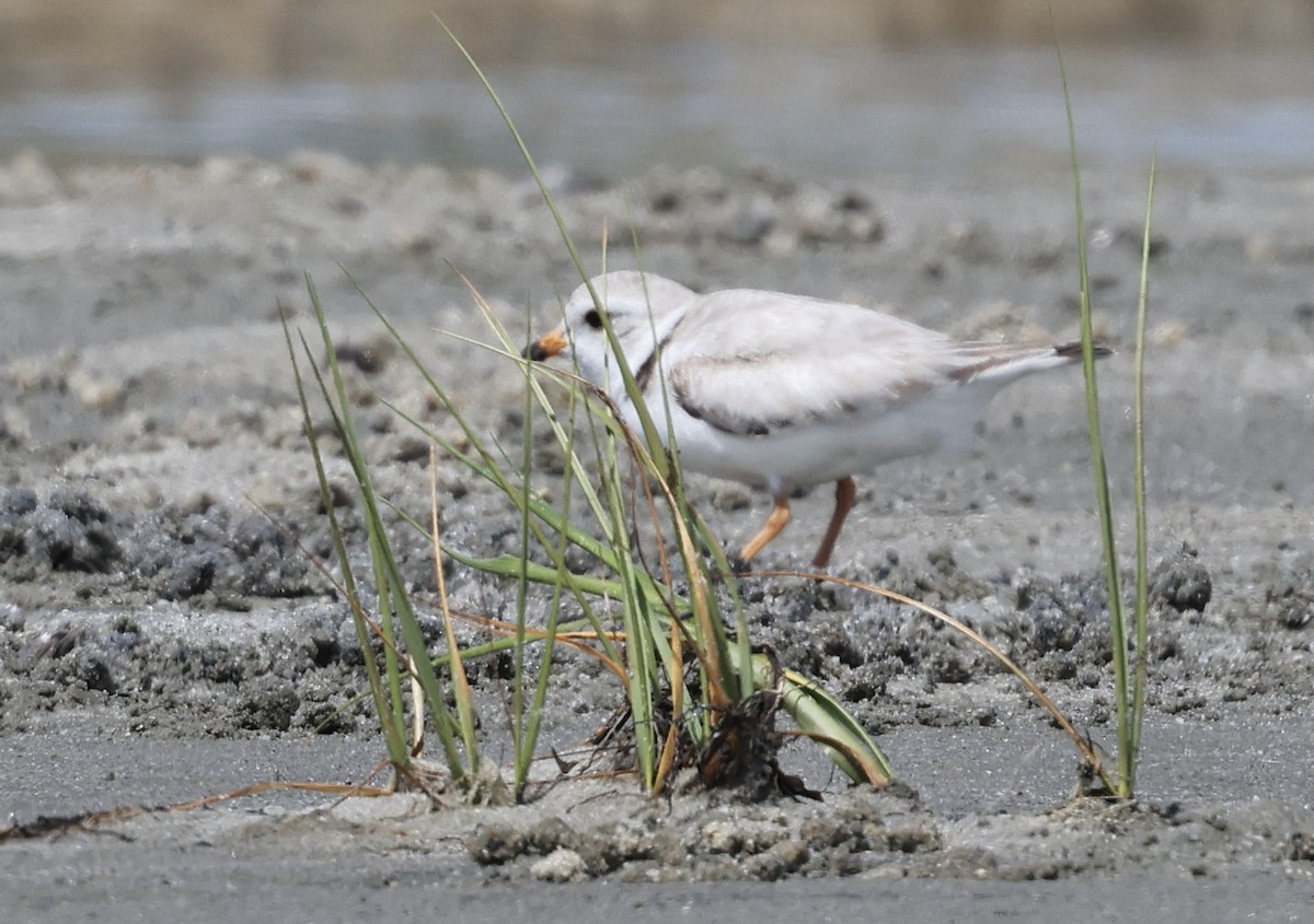 Piping Plover - ML620997339