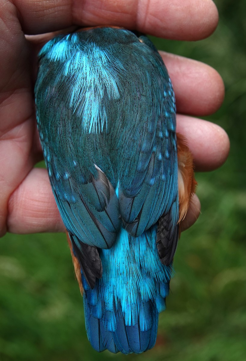 Common Kingfisher - Duncan Evered