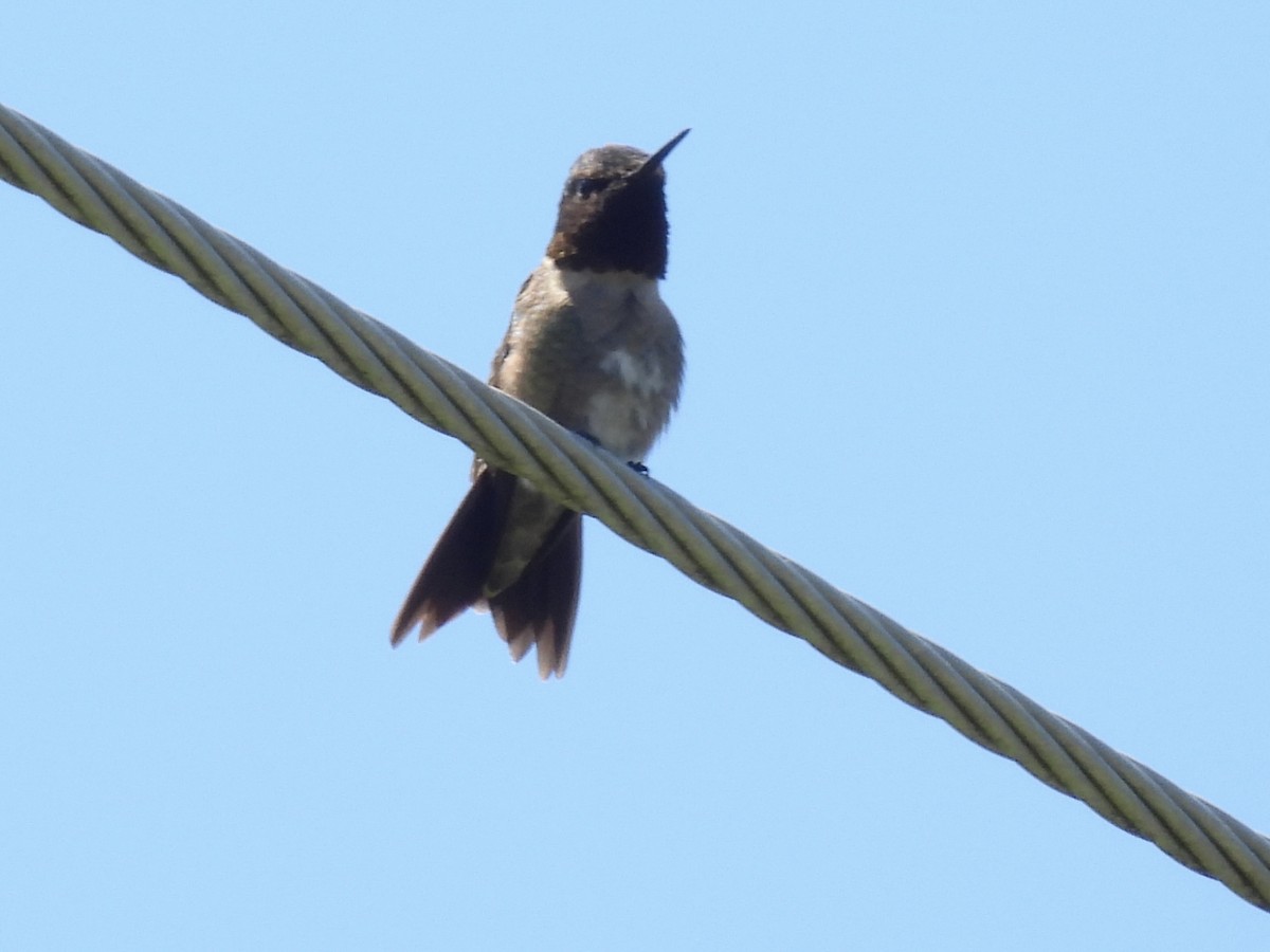 Ruby-throated Hummingbird - ML620997393