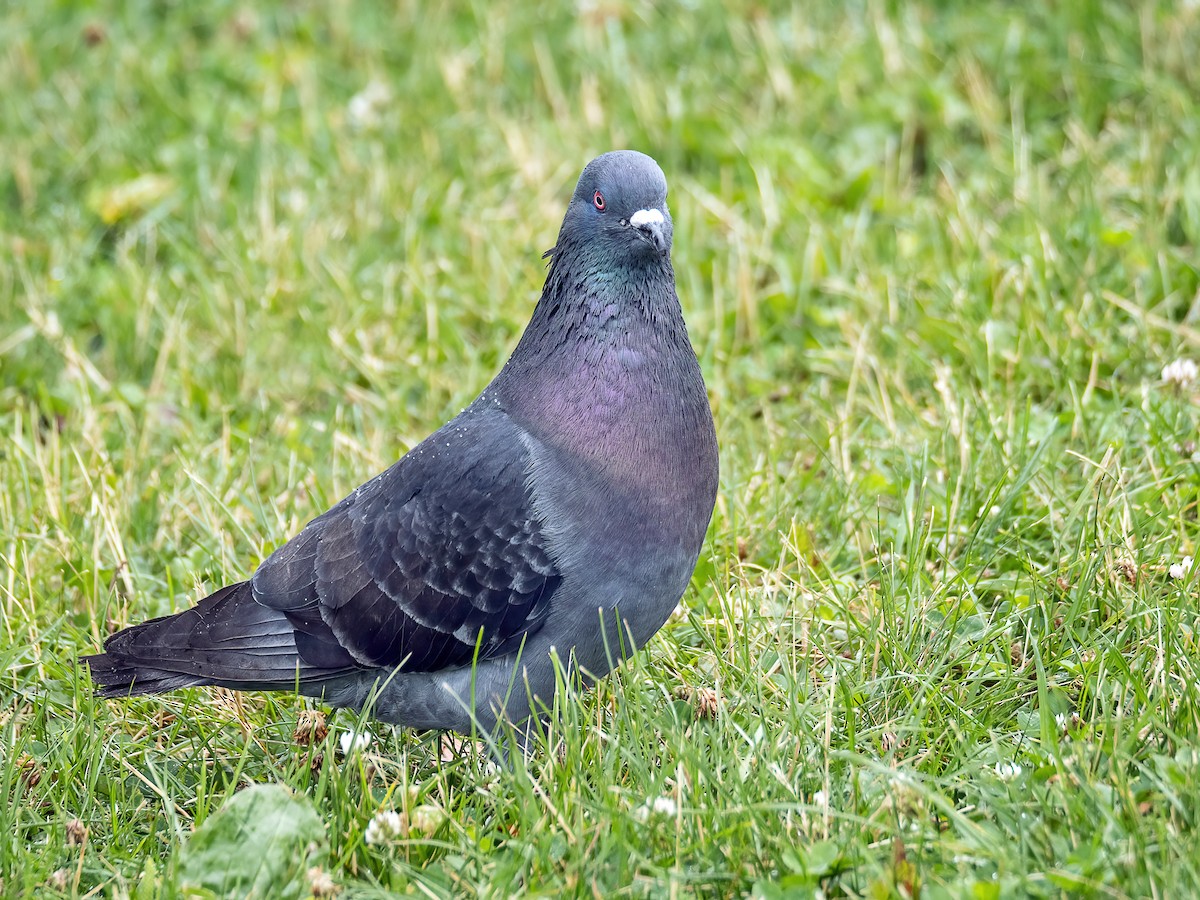 Rock Pigeon (Feral Pigeon) - ML620997406