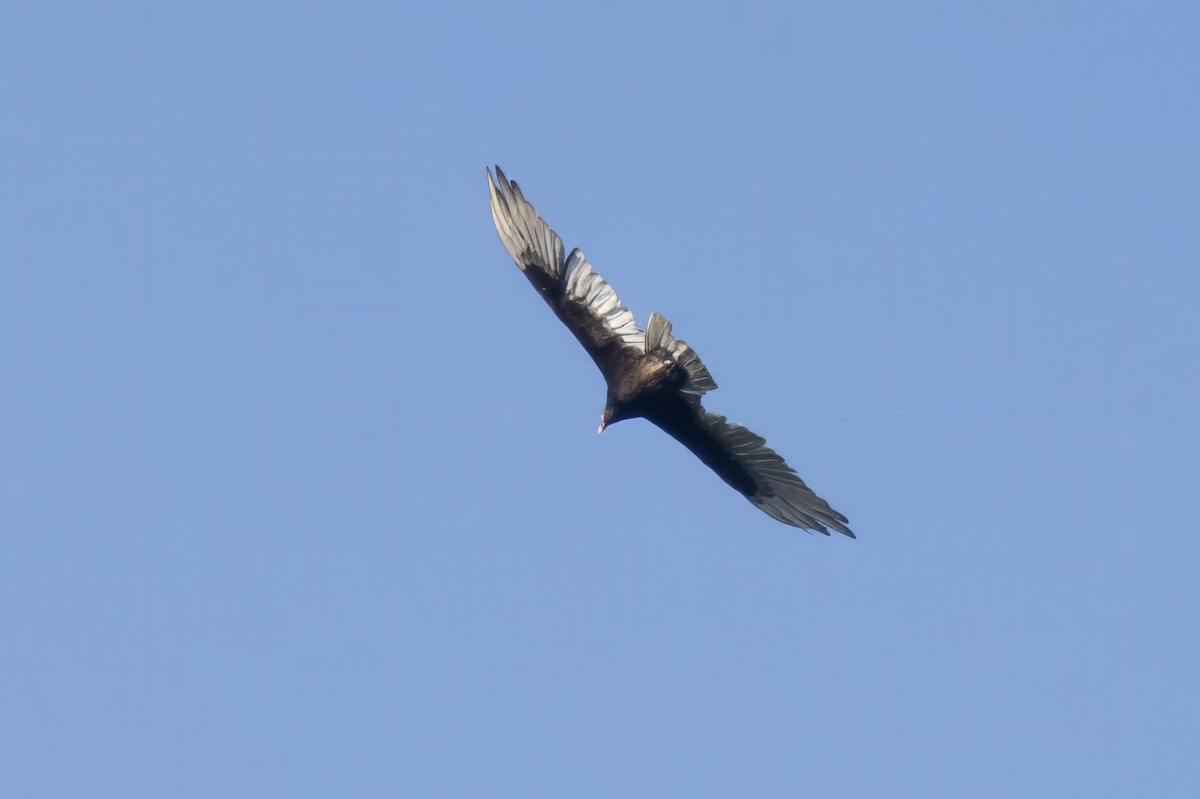Turkey Vulture - ML620997419
