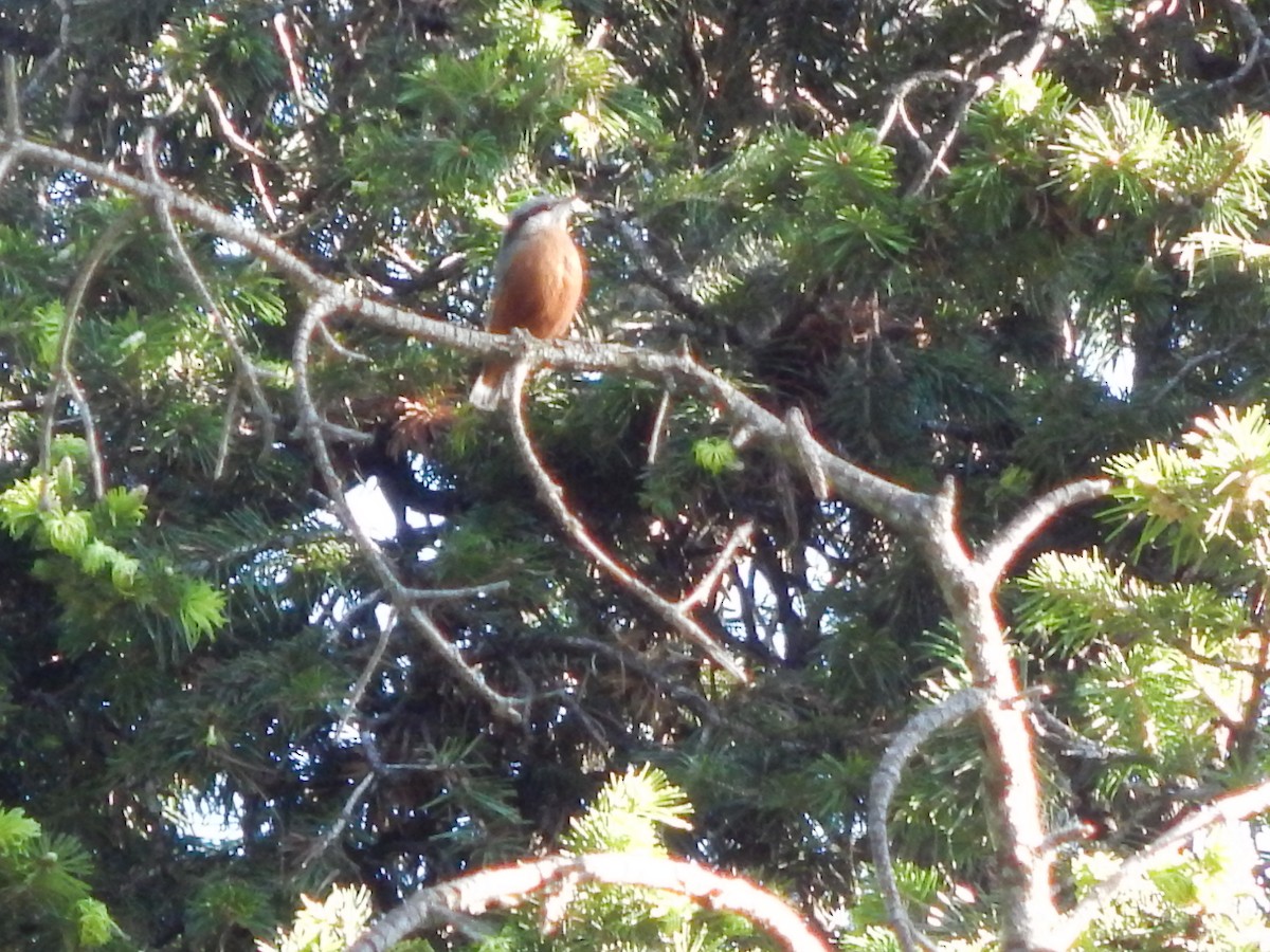 Kashmir Nuthatch - ML620997479