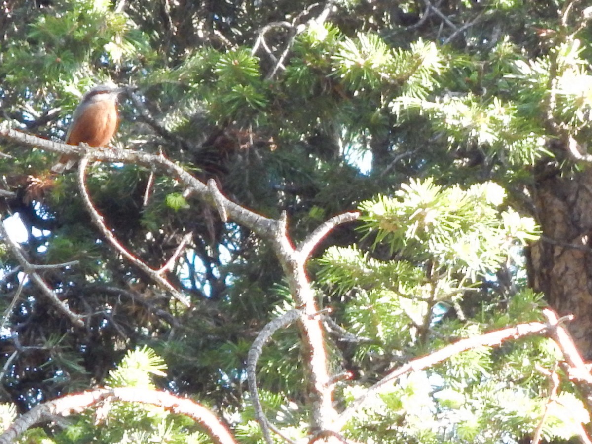 Kashmir Nuthatch - ML620997480