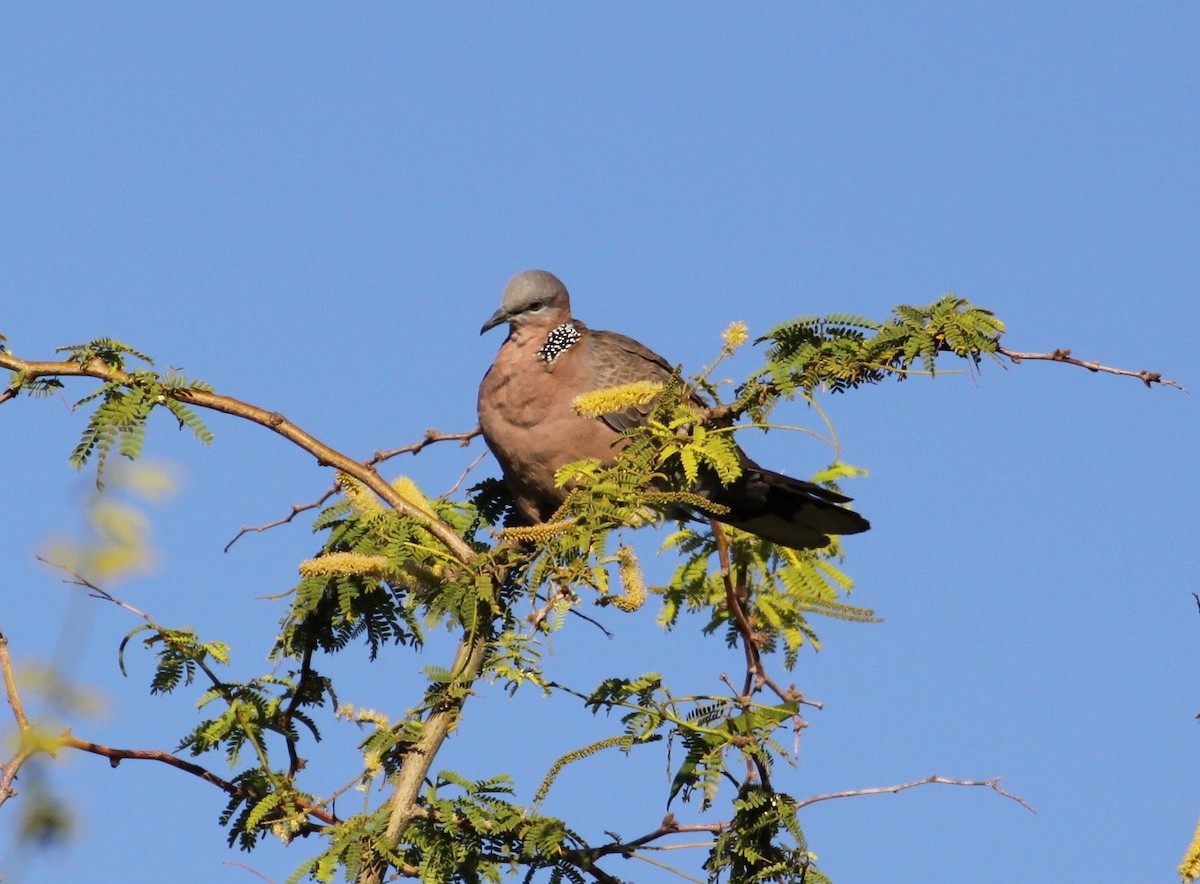 Spotted Dove - ML620997489