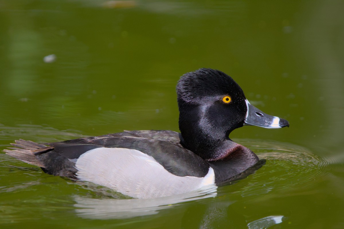 Ring-necked Duck - ML620997490