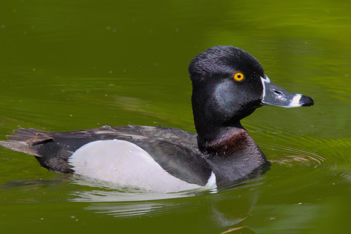 Ring-necked Duck - ML620997491