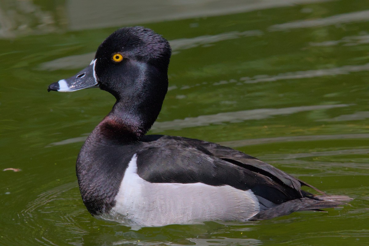 Ring-necked Duck - ML620997492