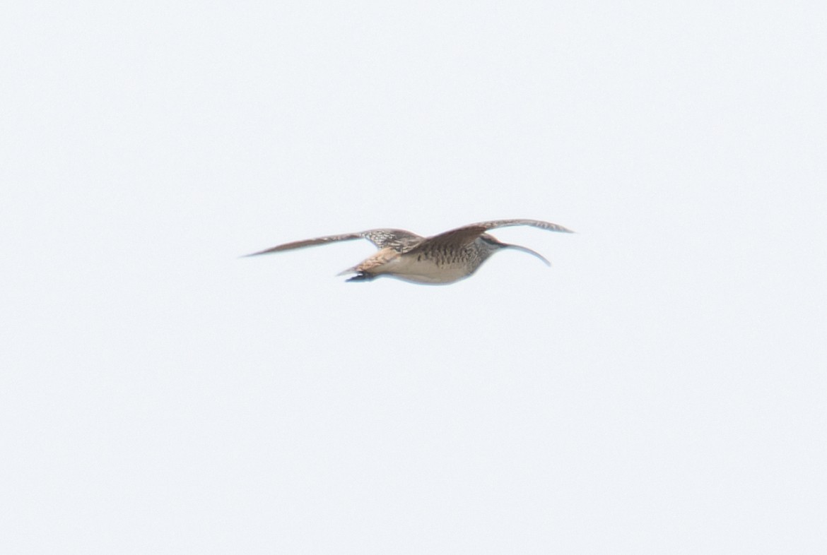 Bristle-thighed Curlew - ML620997494