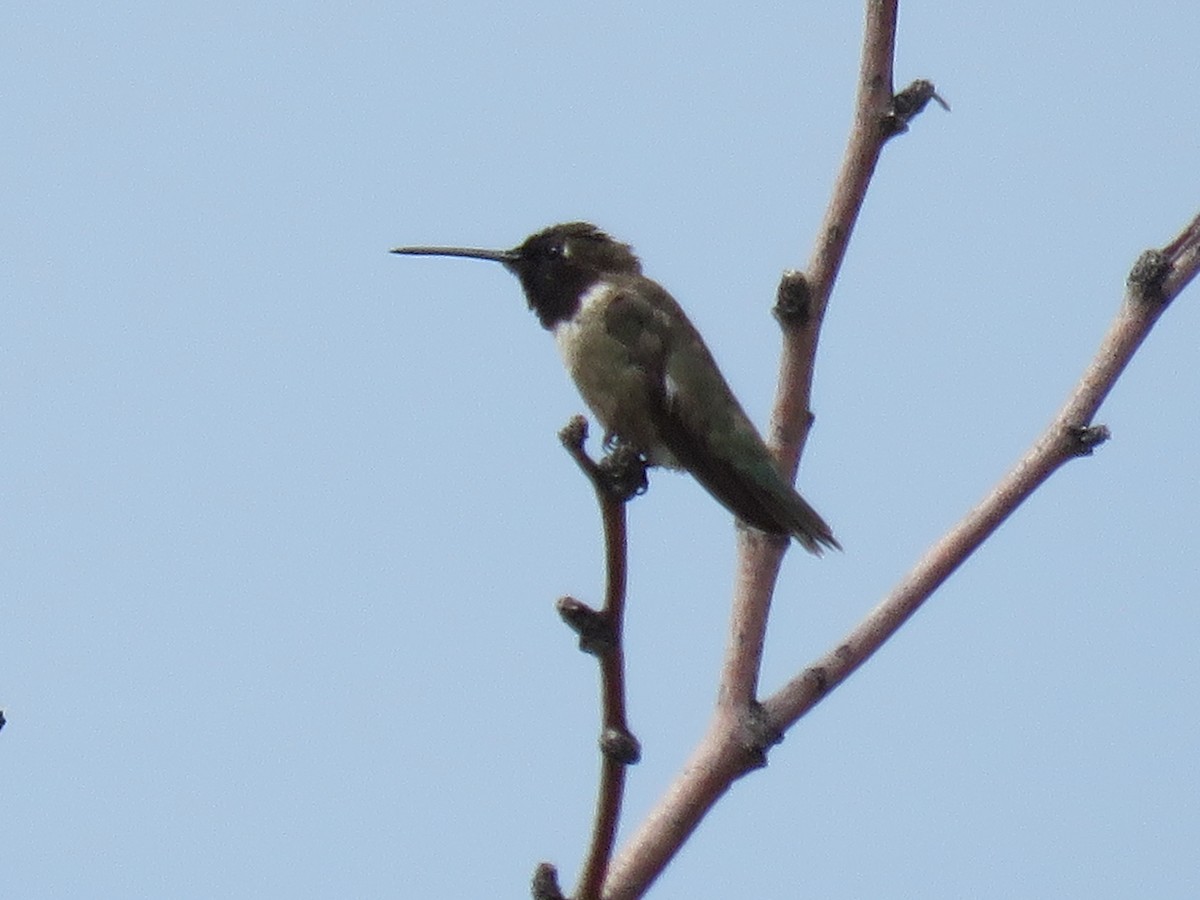 Black-chinned Hummingbird - ML620997496