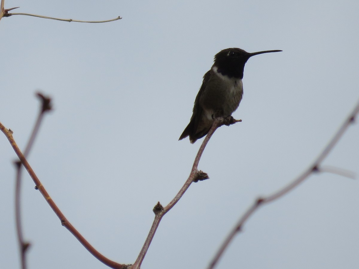 Black-chinned Hummingbird - ML620997497