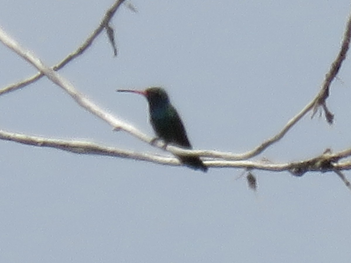 Broad-billed Hummingbird - ML620997522
