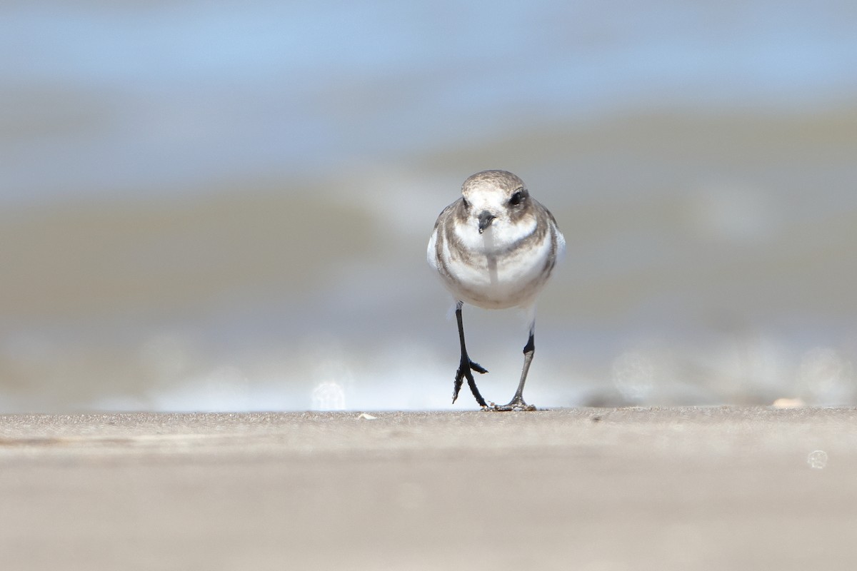 Two-banded Plover - ML620997526