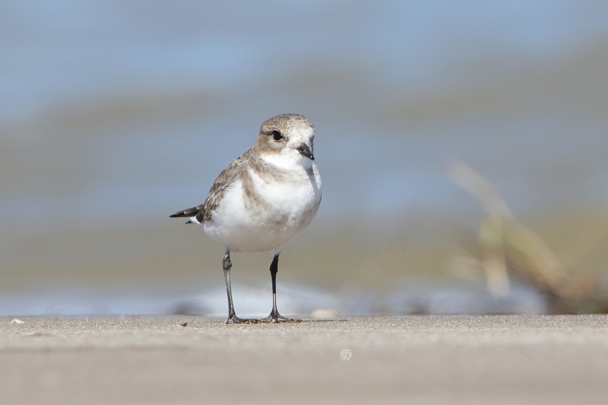 Two-banded Plover - ML620997527
