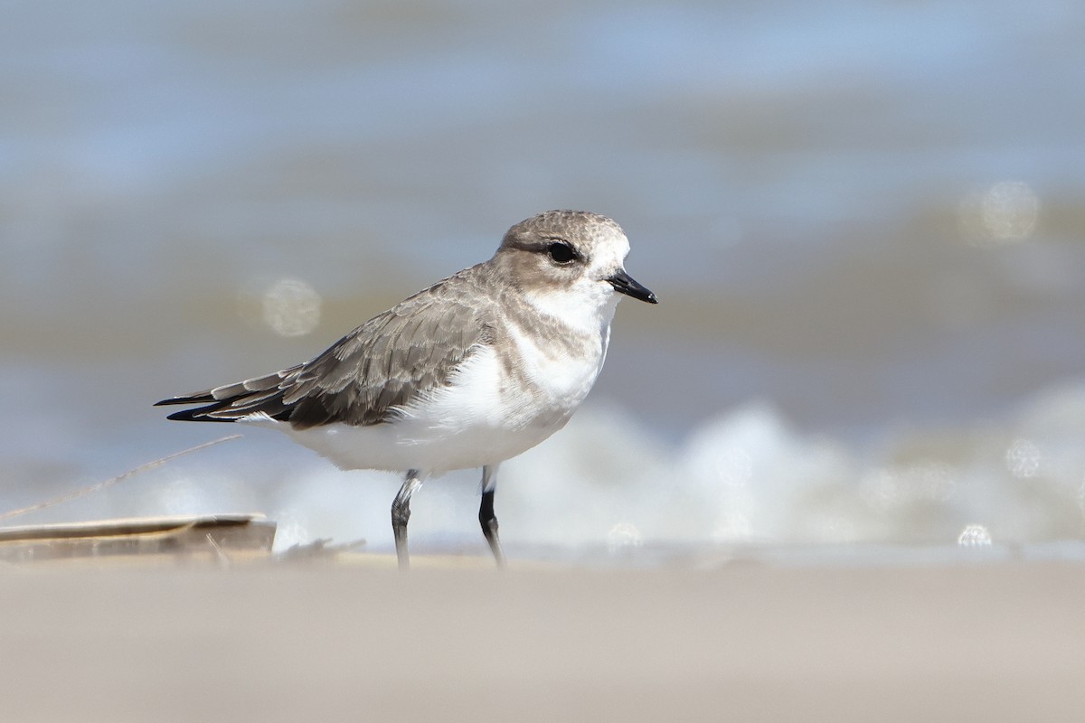 Two-banded Plover - ML620997532