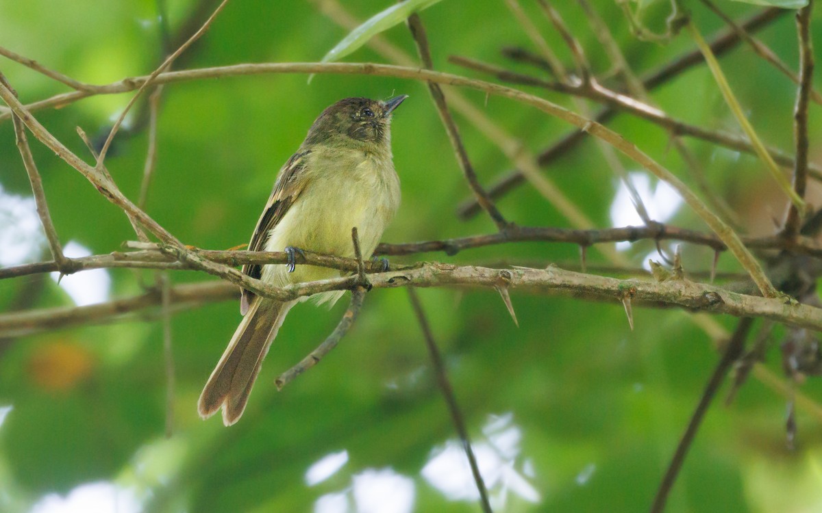 Sepia-capped Flycatcher - ML620997535