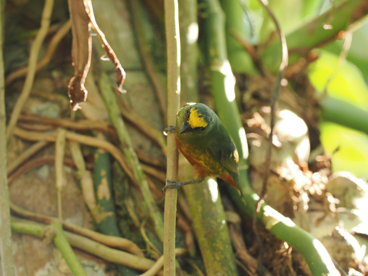 Olive-backed Euphonia - Terry Master