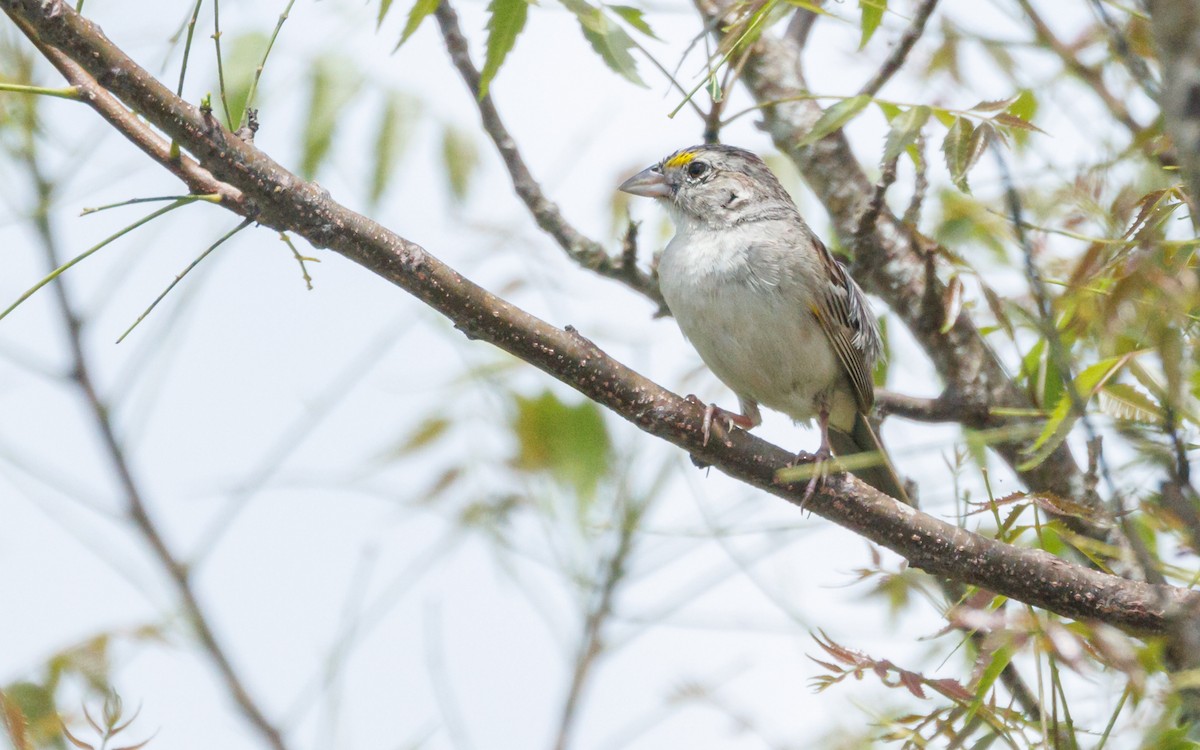 Grassland Sparrow - ML620997568