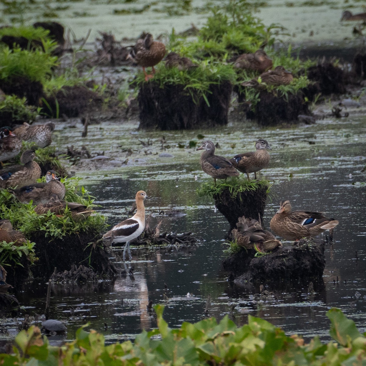 American Avocet - Matthew Zeitler