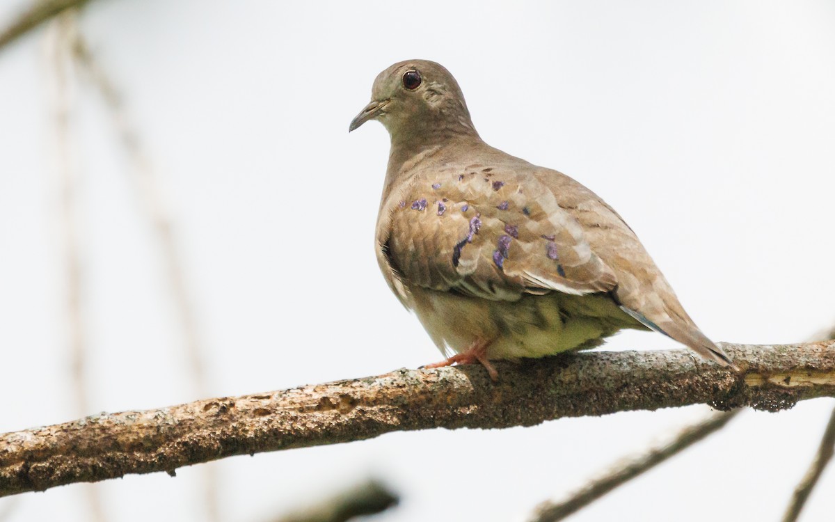 Plain-breasted Ground Dove - ML620997581