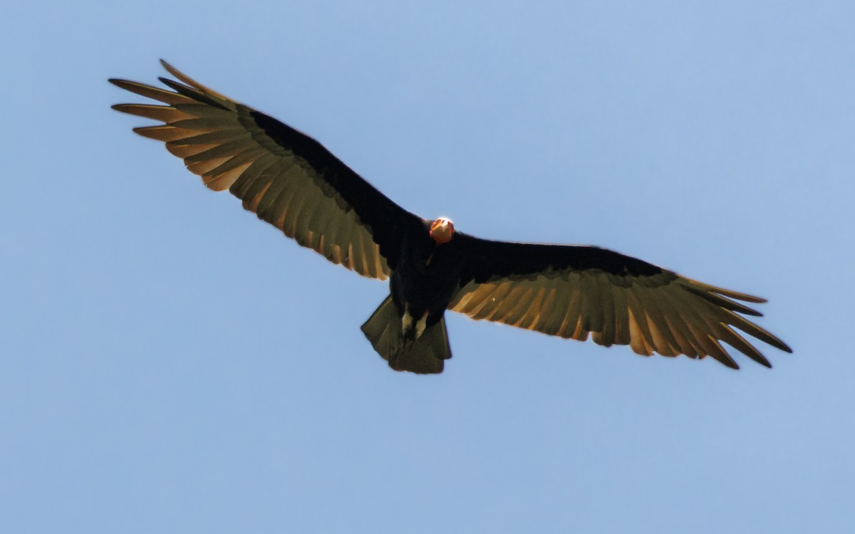 Lesser Yellow-headed Vulture - ML620997589