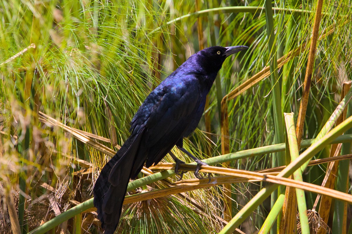 Great-tailed Grackle - ML620997593
