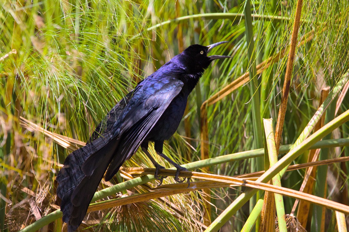 Great-tailed Grackle - ML620997596