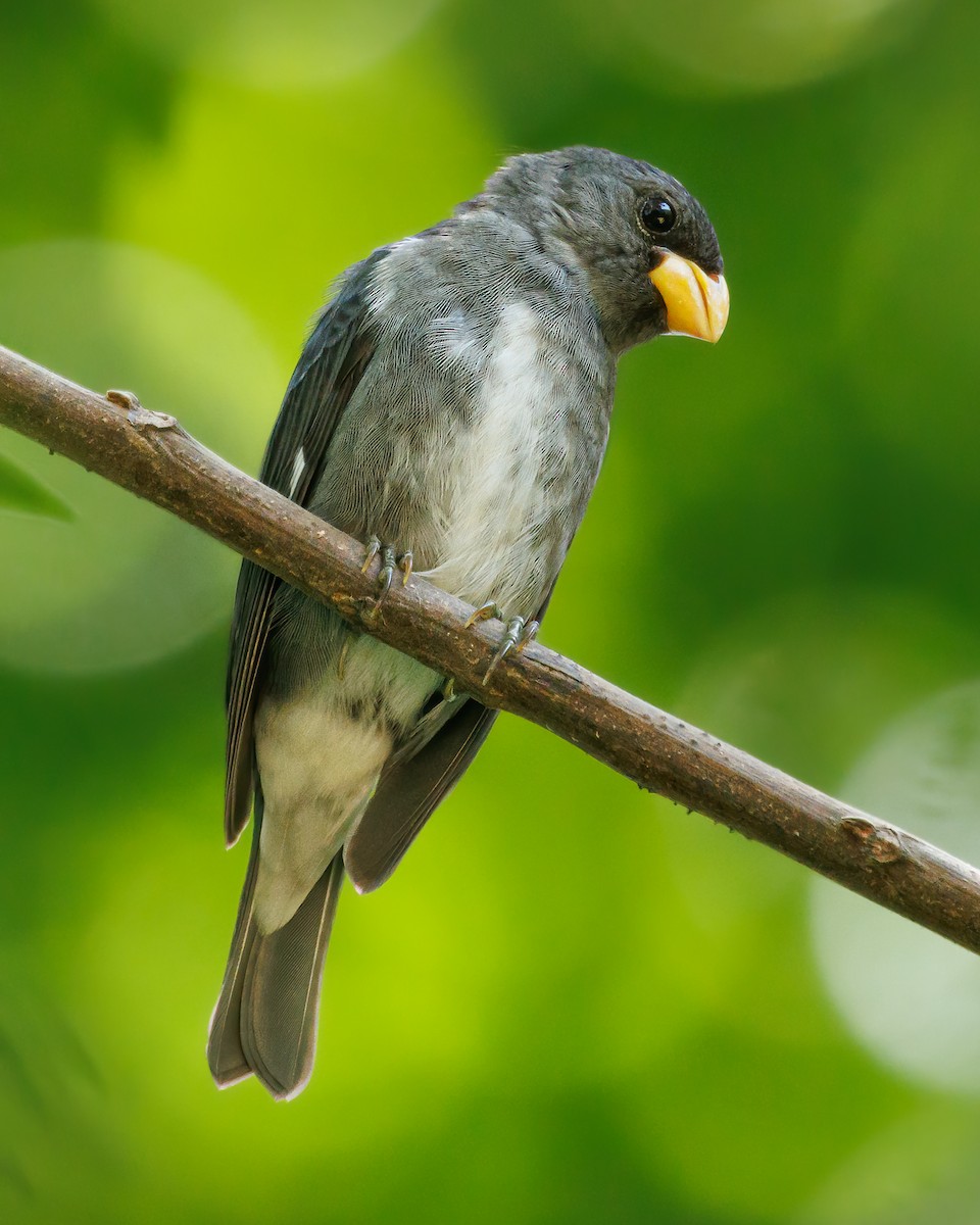 Slate-colored Seedeater - ML620997660