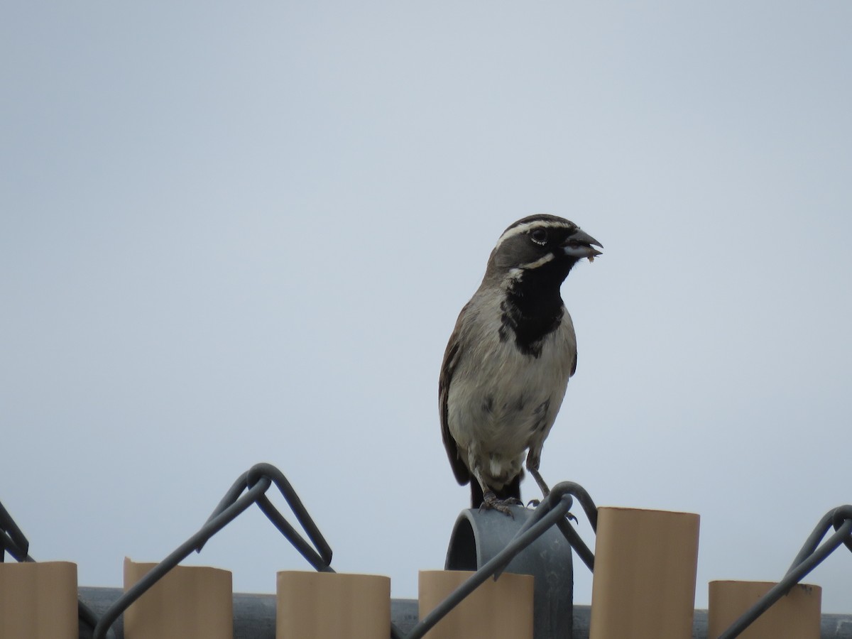 Black-throated Sparrow - ML620997664