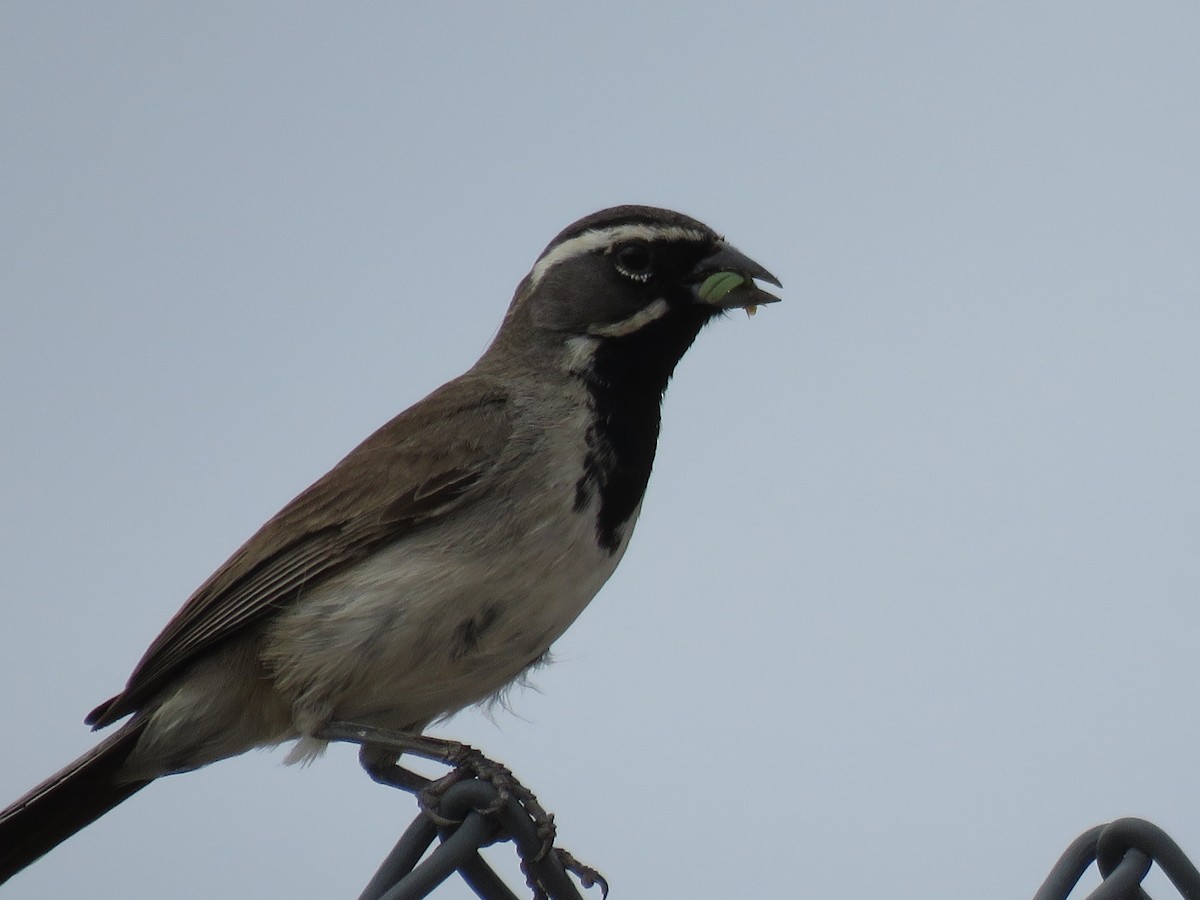Black-throated Sparrow - ML620997665