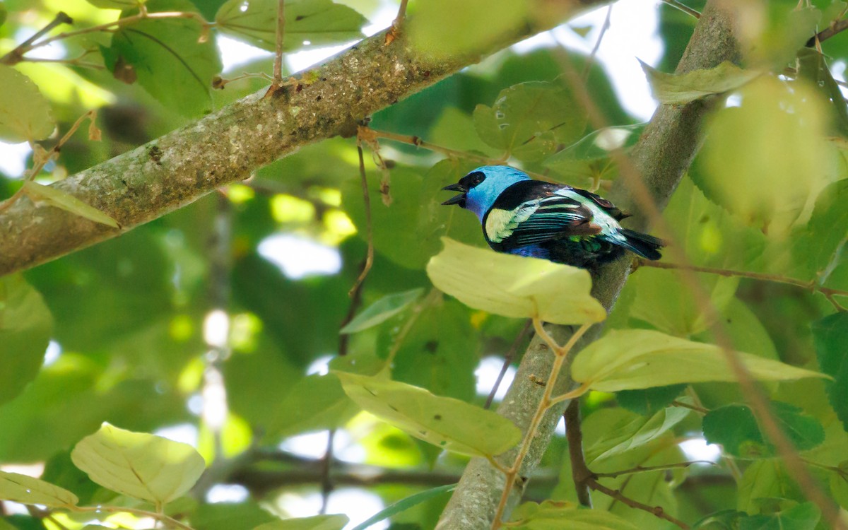 Blue-necked Tanager - ML620997724