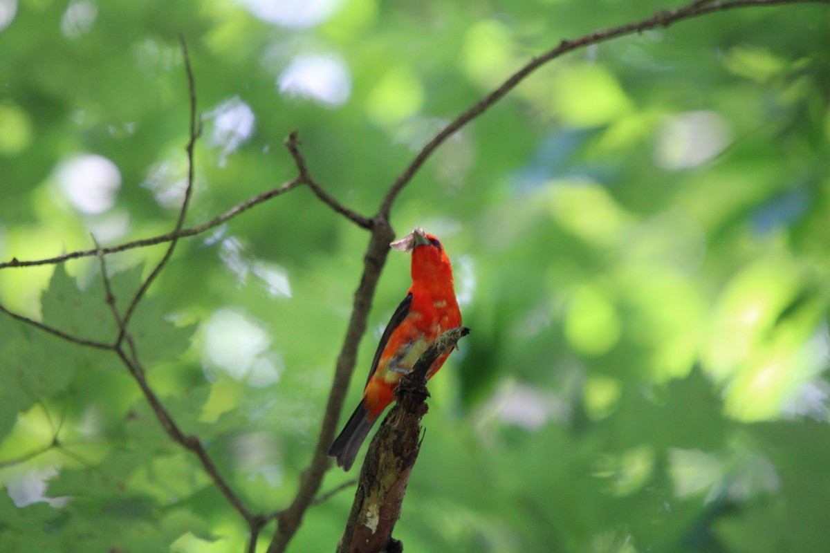 Scarlet Tanager - ML620997780