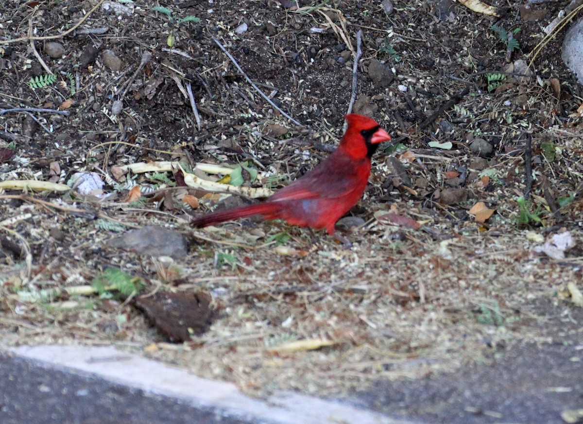 Cardinal rouge - ML620997783