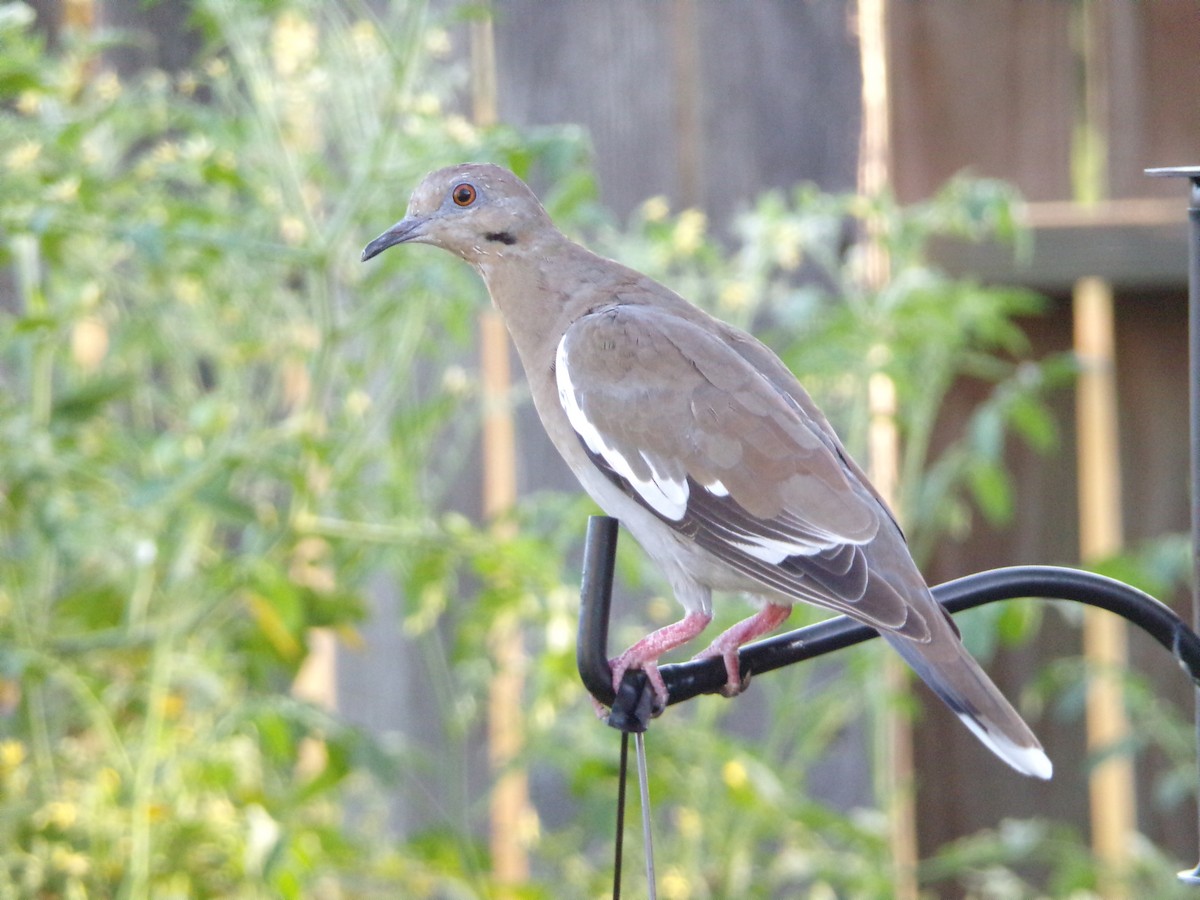 White-winged Dove - ML620997826