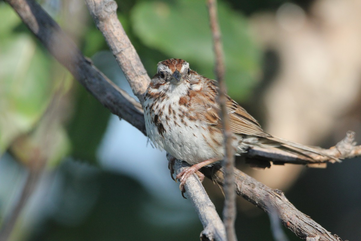 Song Sparrow - Milan Kerby