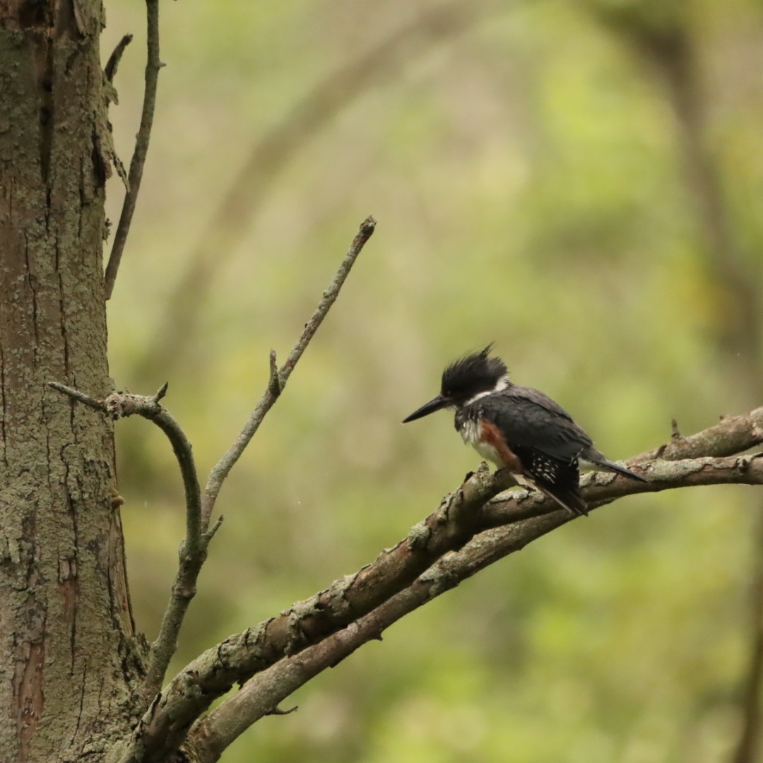Belted Kingfisher - ML620997884