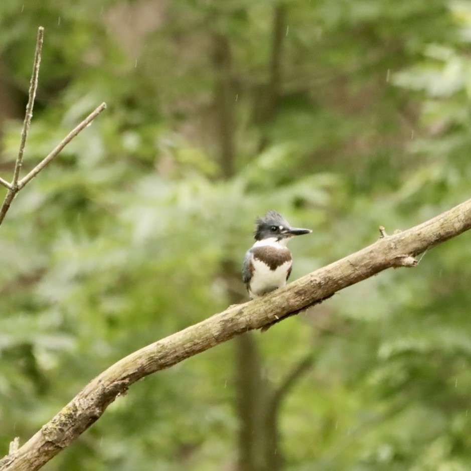 Belted Kingfisher - ML620997885