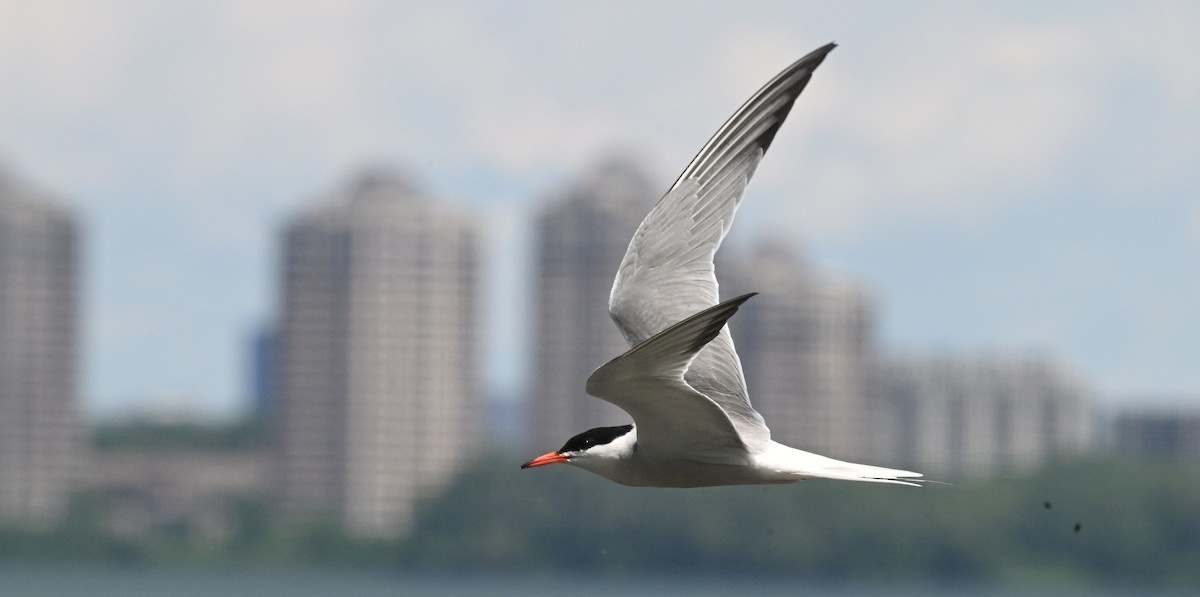Common Tern - ML620997896