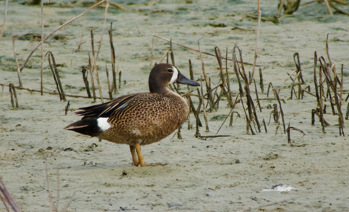 Blue-winged Teal - ML620997898