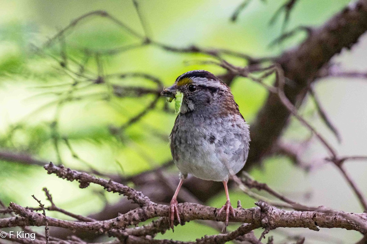 White-throated Sparrow - ML620997905