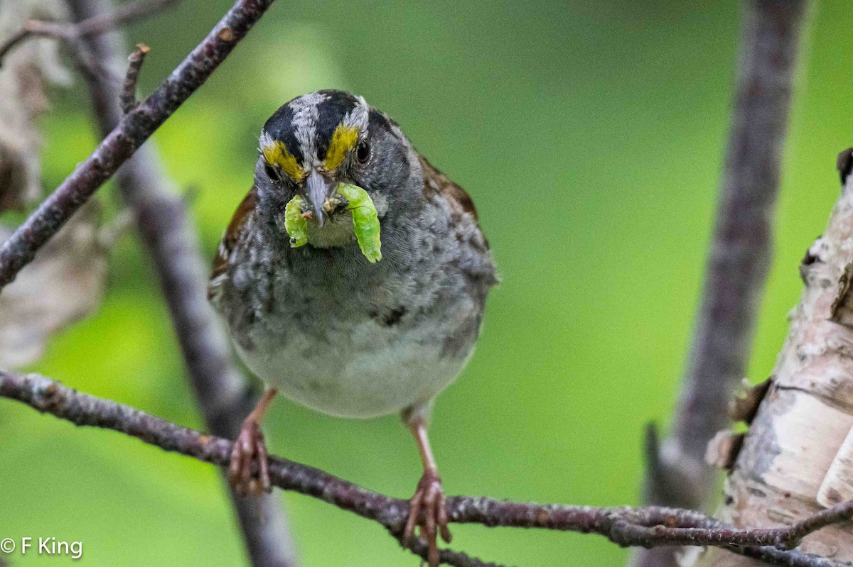 White-throated Sparrow - ML620997906