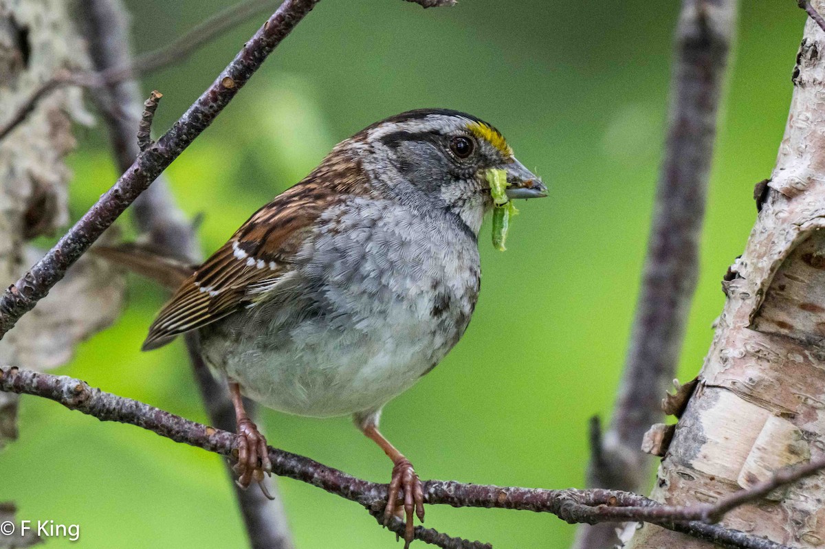 White-throated Sparrow - ML620997907