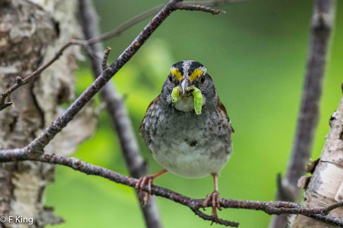 White-throated Sparrow - ML620997908